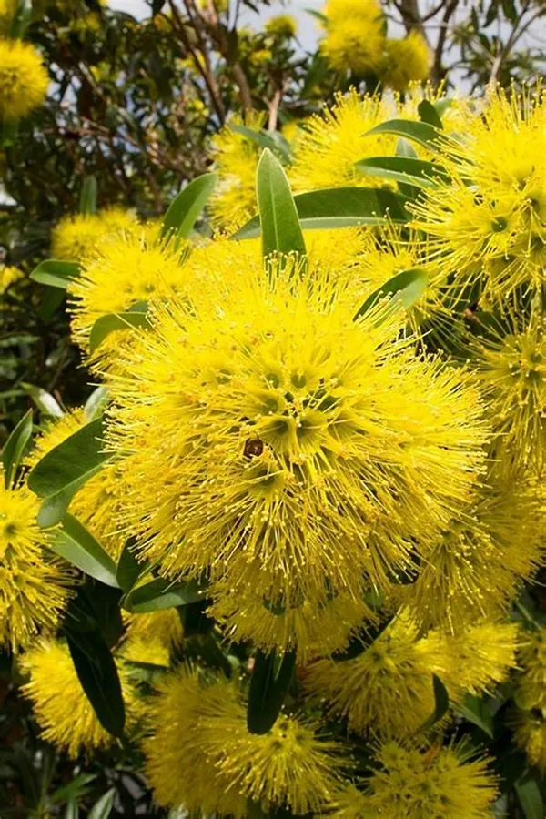 Golden_Penda__(Xanthostemon_Chrysanthus)_Flowering_Plant_&_Tree__(1.5-3.5_Ft_Hight)_For_Home_Gardening_Hybrid