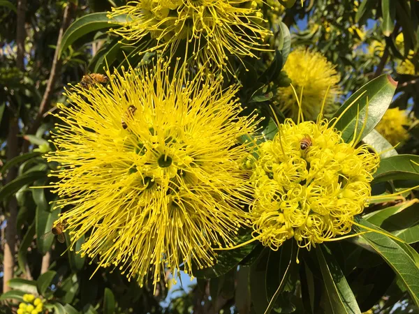 Golden_Penda__(Xanthostemon_Chrysanthus)_Flowering_Plant_&_Tree__(1.5-3.5_Ft_Hight)_For_Home_Gardening_Hybrid