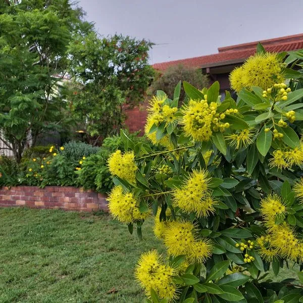 Golden_Penda__(Xanthostemon_Chrysanthus)_Flowering_Plant_&_Tree__(1.5-3.5_Ft_Hight)_For_Home_Gardening_Hybrid