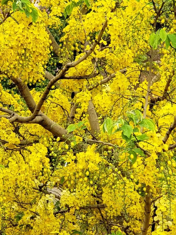 Golden_Shower|_Cassia_Fistula_Flower_Plant_&_Tree_(1.5-3.5_Ft_Hight)_For_Home_Gardening_Hybrid