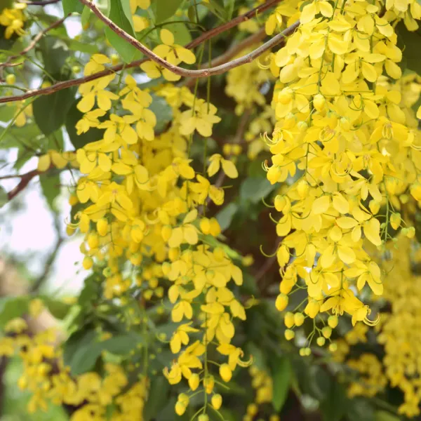 Golden_Shower|_Cassia_Fistula_Flower_Plant_&_Tree_(1.5-3.5_Ft_Hight)_For_Home_Gardening_Hybrid