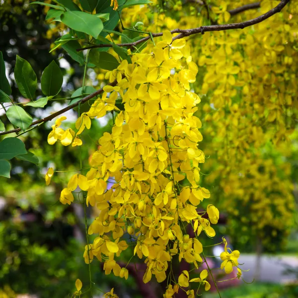 Golden_Shower|_Cassia_Fistula_Flower_Plant_&_Tree_(1.5-3.5_Ft_Hight)_For_Home_Gardening_Hybrid