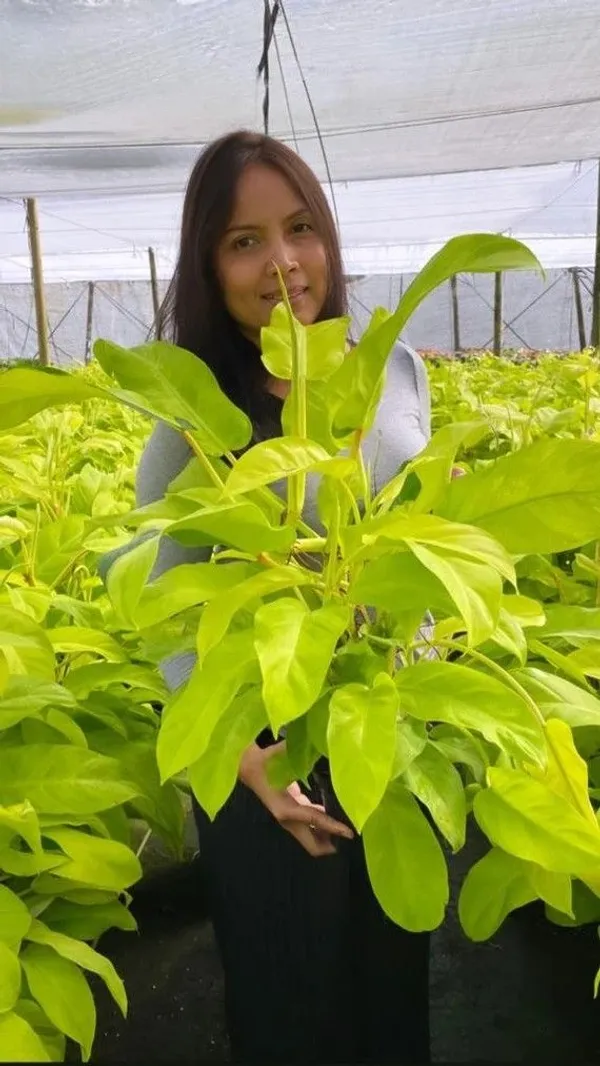 Philodendron_'Lemon_Lime'__Golden_Money_Plant