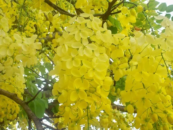 Golden_Shower|Amaltas|Indian_Laburnum_|Sonali_Plants_&_Tree_Healthy_Plant_In_Nursery_Grow_Bag_For_Home_Decoration_&_Gardening