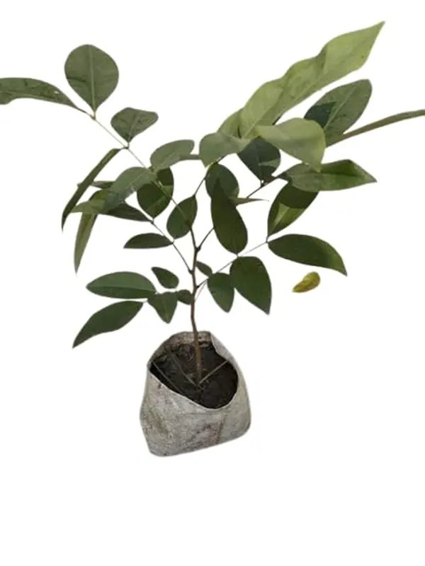 Golden_Shower|Amaltas|Indian_Laburnum_|Sonali_Plants_&_Tree_Healthy_Plant_In_Nursery_Grow_Bag_For_Home_Decoration_&_Gardening