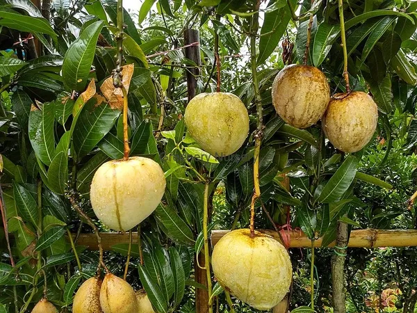 Gourmoti_Variety_Grafted_Mango__Fruit_Plants_&_Tree