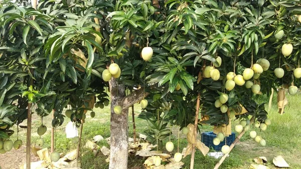 Gourmoti_Variety_Grafted_Mango__Fruit_Plants_&_Tree