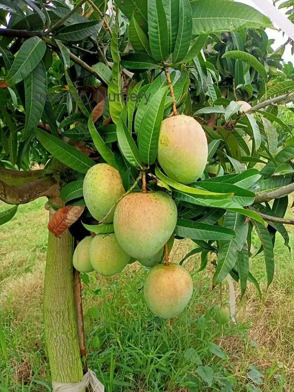 Gourmoti_Variety_Grafted_Mango__Fruit_Plants_&_Tree