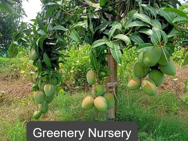 Gourmoti_Variety_Grafted_Mango__Fruit_Plants_&_Tree