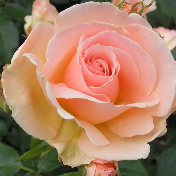 Gray_Rose_Grafted_.5-3.5_Ft_Flower_Plant