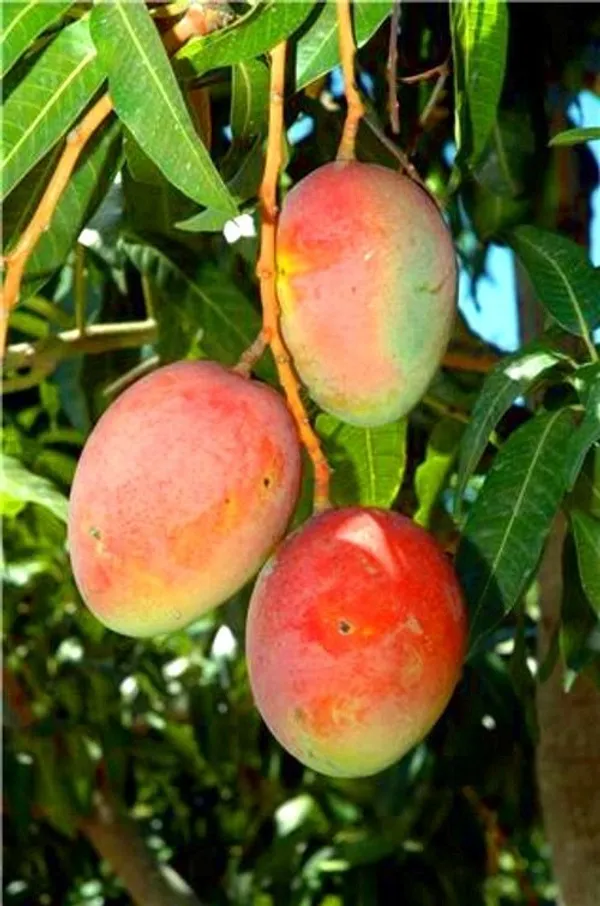 Gulabkhas_Jambo_Size_Healthy_Mango_Fruit_Plant_&_Tree_(1.5-3.5_Ft_Hight)_For_Home_Gardening_Golapkhas|Gulabkhas_(Grafted_Mango_Plant