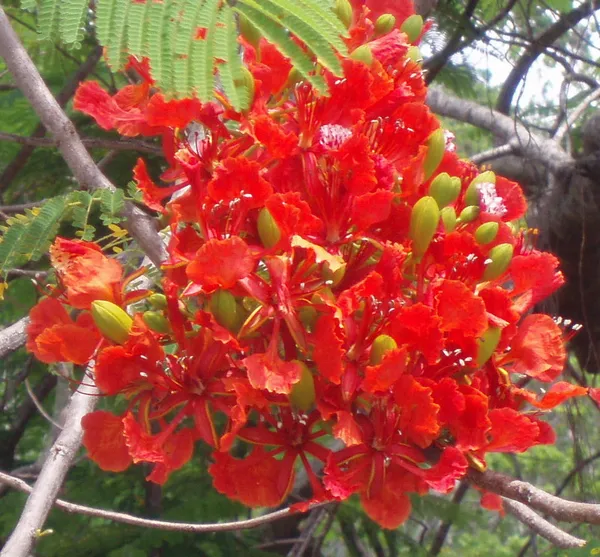 Gulmohar_Flower_Plant_&_Tree_(1.5-3.5_Ft_Hight)_For_Home_Gardening