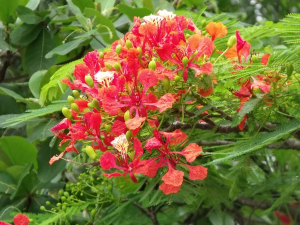 Gulmohar_Flower_Plant_&_Tree_(1.5-3.5_Ft_Hight)_For_Home_Gardening