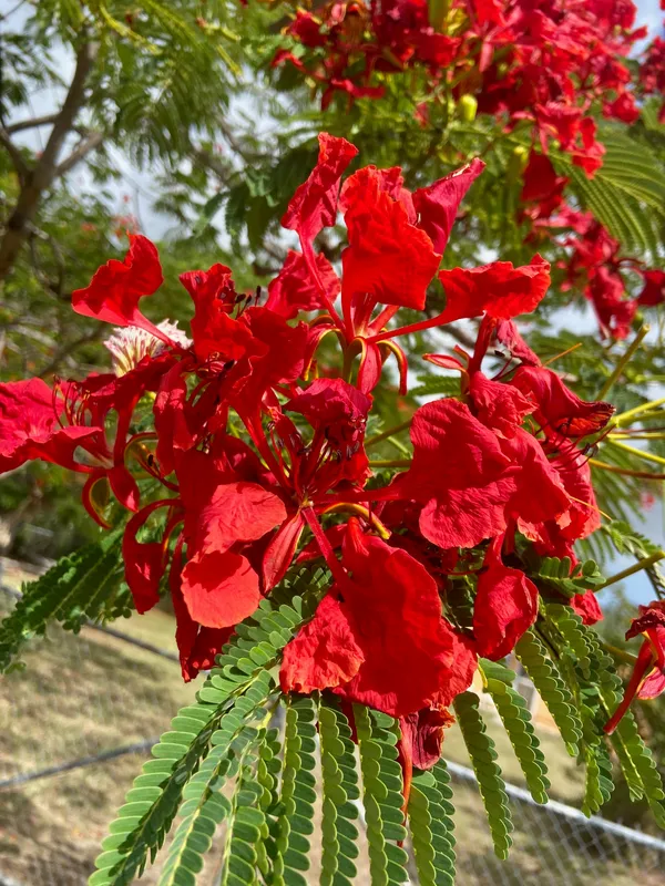 Gulmohar_Flower_Plant_&_Tree_(1.5-3.5_Ft_Hight)_For_Home_Gardening
