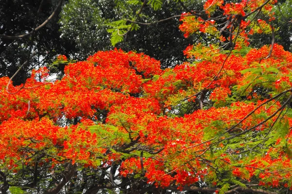 Gulmohar_Flower_Plant_&_Tree_(1.5-3.5_Ft_Hight)_For_Home_Gardening