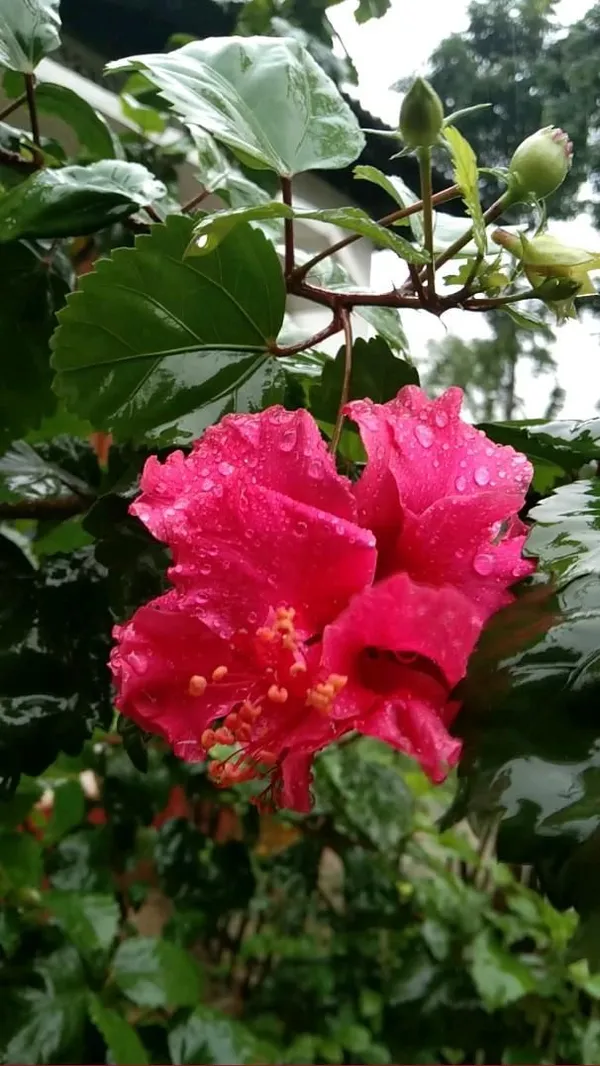 Red_Hibiscus_Flower_Plant