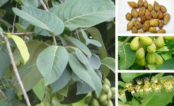 Terminalia_Chebula|Haritaki_Plant_Fruit_&_Fruit_Trees