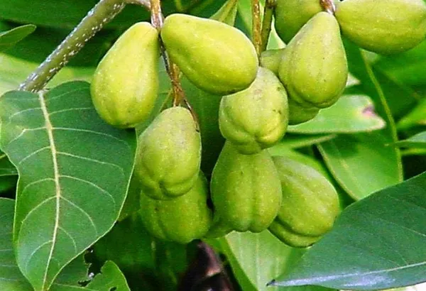 Terminalia_Chebula|Haritaki_Plant_Fruit_&_Fruit_Trees