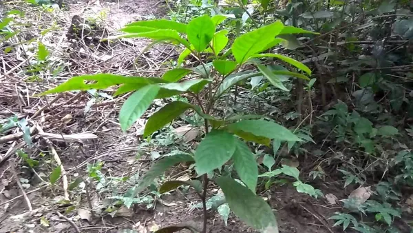 Terminalia_Chebula|Haritaki_Plant_Fruit_&_Fruit_Trees