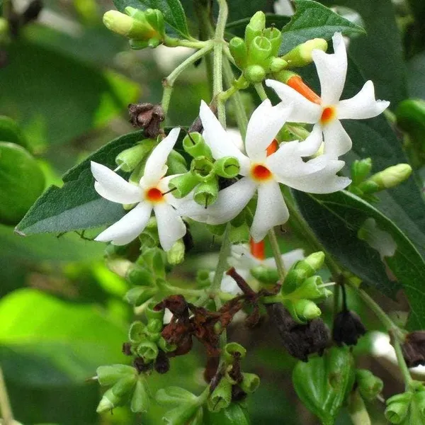Harsinger/Shiuli__Flower_Plant_&_Tree_(1.5-3.5_Ft_Hight)_For_Home_Gardening,_Pack_Of_1