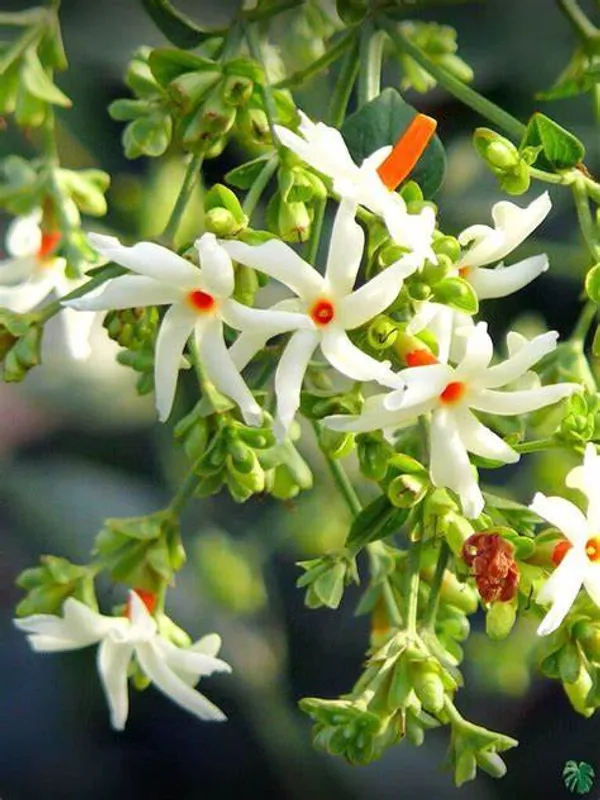 Harsinger/Shiuli__Flower_Plant_&_Tree_(1.5-3.5_Ft_Hight)_For_Home_Gardening,_Pack_Of_1