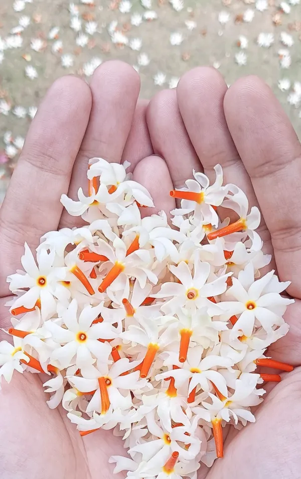 Harsinger/Shiuli__Flower_Plant_&_Tree_(1.5-3.5_Ft_Hight)_For_Home_Gardening,_Pack_Of_1