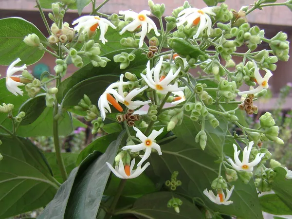Harsinger/Shiuli__Flower_Plant_&_Tree_(1.5-3.5_Ft_Hight)_For_Home_Gardening,_Pack_Of_1