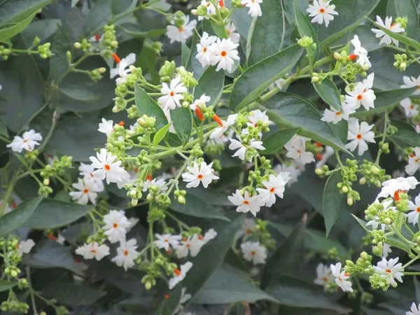Harsinger/Shiuli__Flower_Plant_&_Tree_(1.5-3.5_Ft_Hight)_For_Home_Gardening,_Pack_Of_1