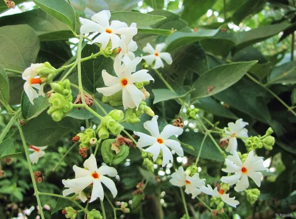 Harsinger/Shiuli__Flower_Plant_&_Tree_(1.5-3.5_Ft_Hight)_For_Home_Gardening,_Pack_Of_1