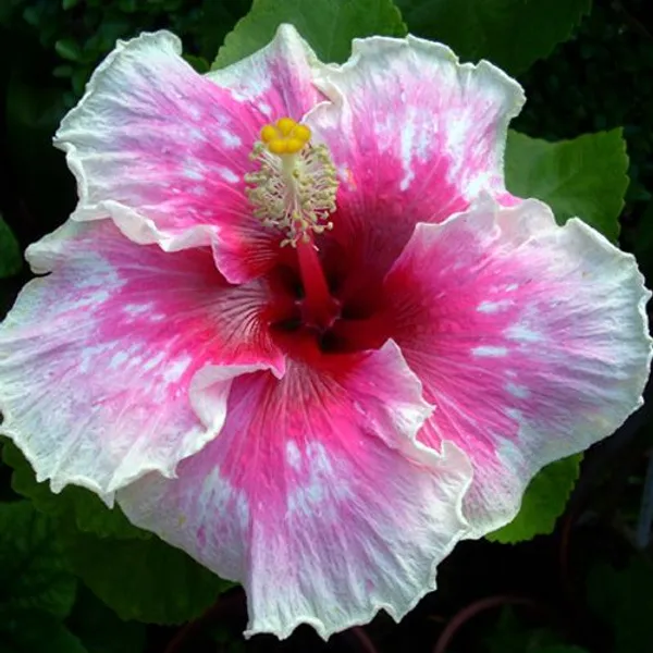Hibiscus_Hidden_Valley_Flowering__Plant