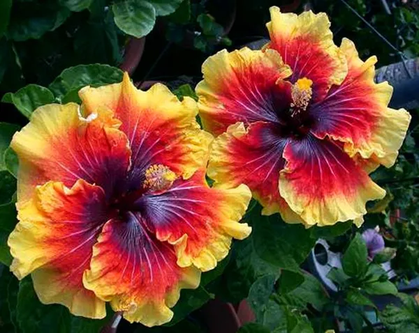 Hidden_Valley_Multicolor_Grafted_Hibiscus__Flower_Plant_Hybrid
