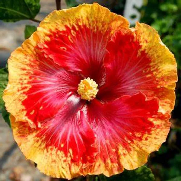 Hibiscus_Grafted_lowering_Plant