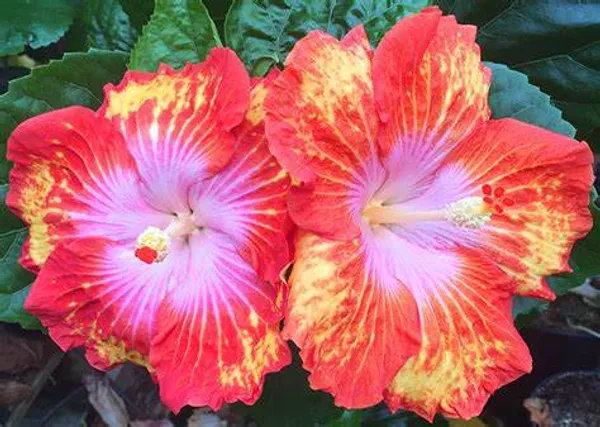 American_Hibiscus_1.5-3.5_Ft_Flowering_Plant