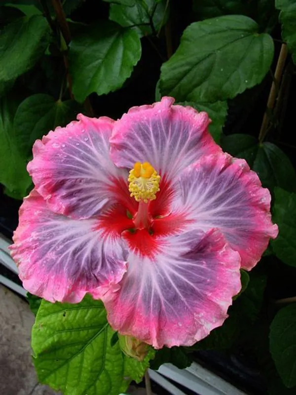 Hidden_Valley_Hybrid_Hibiscus_Flowering_Plant