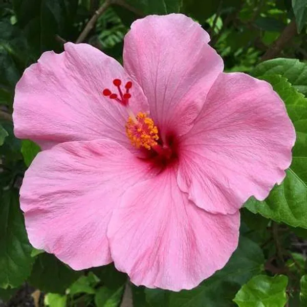 Hibiscus_12_Month_Flower_Plant