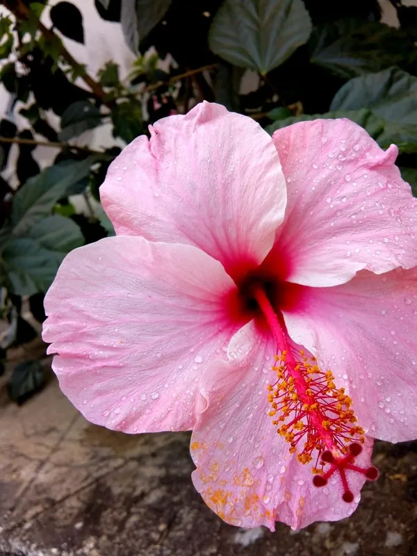 Hibiscus_12_Month_Flower_Plant