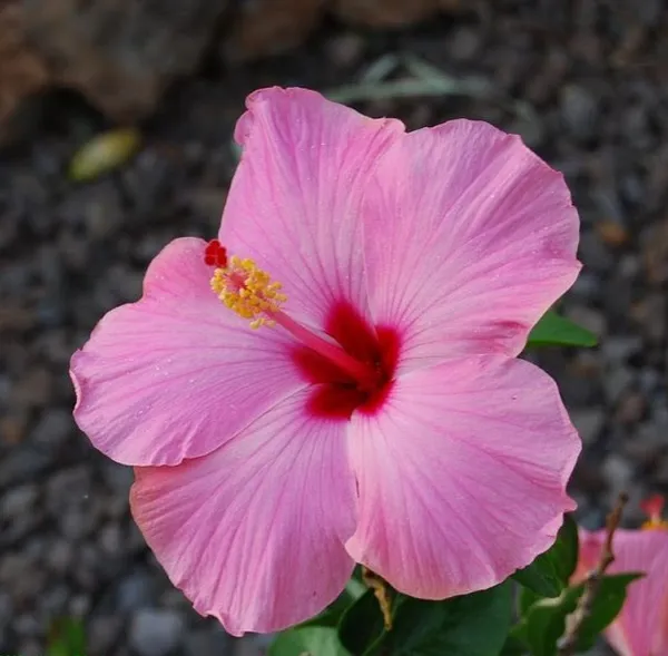 Hibiscus_12_Month_Flower_Plant