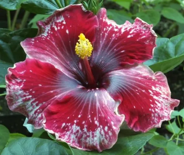 Multicolor_Hibiscus_Hidden_Valley__Flowering_Plant_Grafted