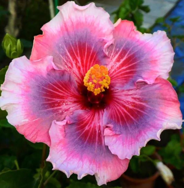 Hidden_Valley_Hibiscus_Grafted_lower_Plant