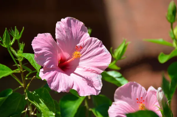 Hibiscus_Pink_Flowering_Plant_&_Tree_For_Sweet_Home_Garden_(1.5-3.5_Ft_Hight)_Hibiscus_Hybrid_Flower_Plant