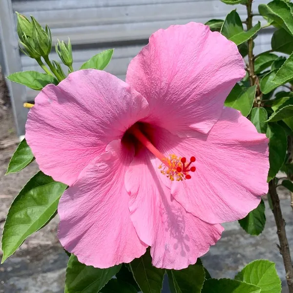 Hibiscus_Pink_Flowering_Plant_&_Tree_For_Sweet_Home_Garden_(1.5-3.5_Ft_Hight)_Hibiscus_Hybrid_Flower_Plant