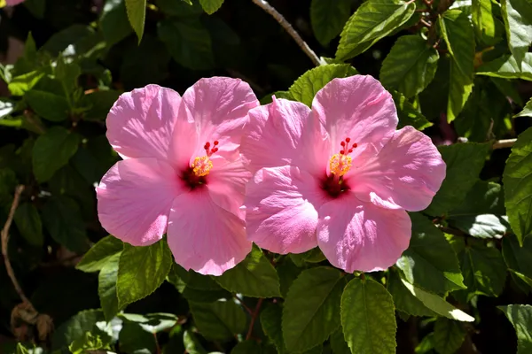 Hibiscus_Pink_Flowering_Plant_&_Tree_For_Sweet_Home_Garden_(1.5-3.5_Ft_Hight)_Hibiscus_Hybrid_Flower_Plant