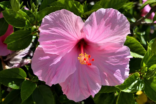 Hibiscus_Pink_Flowering_Plant_&_Tree_For_Sweet_Home_Garden_(1.5-3.5_Ft_Hight)_Hibiscus_Hybrid_Flower_Plant