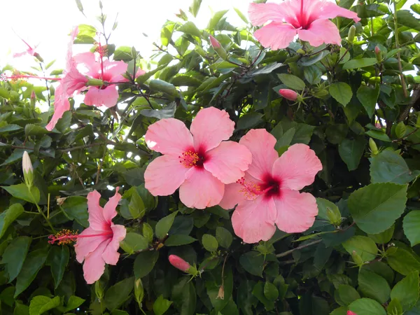 Hibiscus_Pink_Flowering_Plant_&_Tree_For_Sweet_Home_Garden_(1.5-3.5_Ft_Hight)_Hibiscus_Hybrid_Flower_Plant