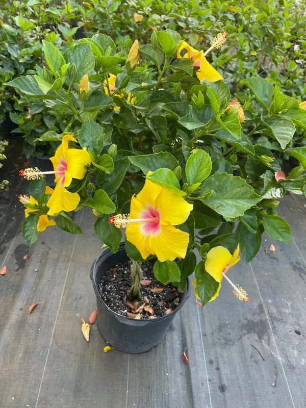 Hibiscus_Yellow_Flowering_Plant_&_Tree_(1.5-3.5_Ft_Hight)_For_Sweet_Home_Garden_Hibiscus_Hybrid_Flower_Plant