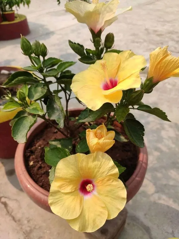 Hibiscus_(Yellow)_Flowering_Plant_&_Tree_For_Sweet_Home_Garden_(1.5-3.5_Ft_Hight)_Hybrid