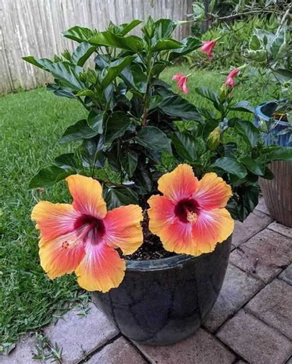 Hidden_Valley_Bicolor_Hibiscus_Flowering_Plant_&_Tree_For_Home_Gardening_Hybrid