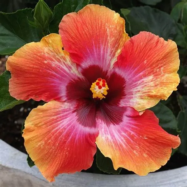 Hidden_Valley_Bicolor_Hibiscus_Flowering_Plant_&_Tree_For_Home_Gardening_Hybrid