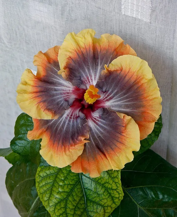 Hidden_Valley_Hibiscus__Flowering_Plant_&_Tree_(1.5-3.5_Ft_Hight)_For_Sweet_Home_Gatrdening_Hybrid