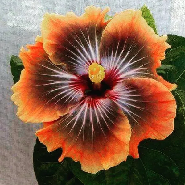 Hidden_Valley_Hibiscus__Flowering_Plant_&_Tree_(1.5-3.5_Ft_Hight)_For_Sweet_Home_Gatrdening_Hybrid